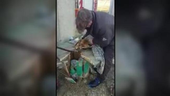 El animal es un asiduo, junto a sus hermanos, a una subestación eléctrica y este lunes por la mañana ha quedado atrapado al intentar conseguir algo de comida.