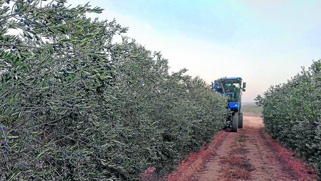 Un agricultor realiza las labores de recolección de la oliva en una explotación del Bajo Aragón