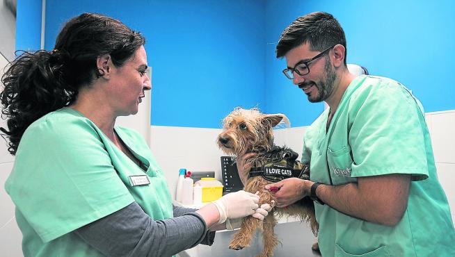 REGISTRO DE ADN DE LOS PERROS ( ZARAGOZA ) / 03/12/2019 / FOTO : OLIVER DUCH [[[FOTOGRAFOS]]]
