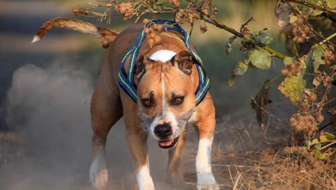 Perro de raza american stafforshire como la del can que en Ibiza ha herido a tres personas.