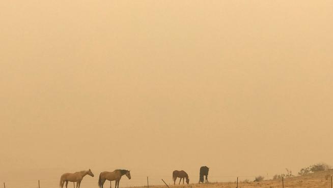 Los caballos pastan en medio de la bruma en Jindabyne, un municipio afectado por el incendio forestal de Dunns Road, en Nueva Gales del Sur, Australia.