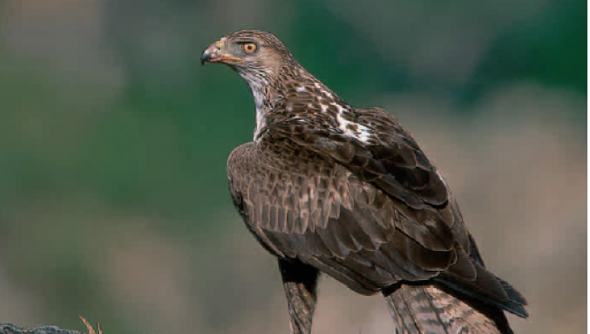 El águila-azor perdiguera es una de las especies más amenazadas de Aragón.
