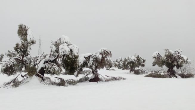 Ramas rotas por la nevada