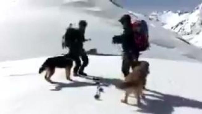 Estos compañeros de cuatro patas de la Guardia Civil de Huesca son especialistas en la búsqueda de personas desaparecidas en la nieve