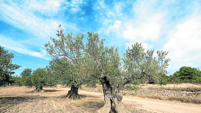 Campo de olivos en el Bajo Aragón.