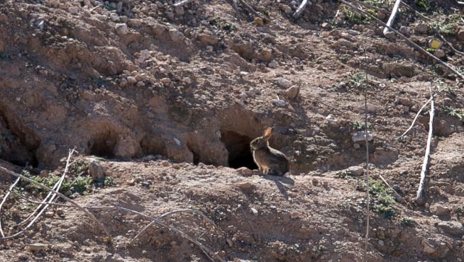 En Épila, el Ayuntamiento, los cazadores y los agricultores se han puesto de acuerdo para combatir la plaga de conejos.
