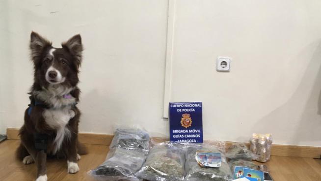 La patrulla canina antidrogas se incauta de varios kilos de marihuana