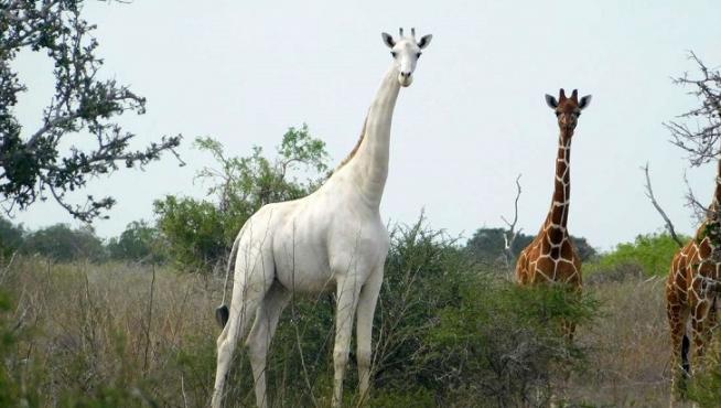 Imagen de archivo de la jirafa blanca