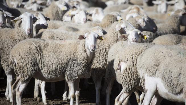 La iniciativa 'Ganaderos Solidarios' reúne a productores de toda España para donar carne a los colectivos más vulnerables y castigados por el Covid-19.
