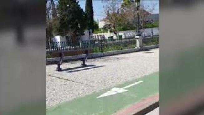 Este corzo se salta el confinamiento debido a la época de cria y la falta de actividad en la ciudad.