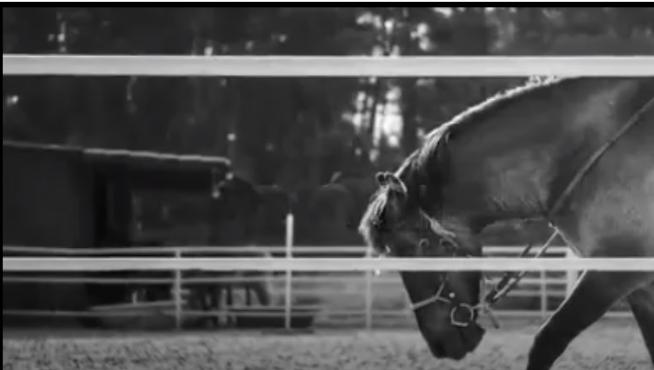 "Pasión por ti" es un vídeo que la Federación Hípica Aragonesa ha difundido para elogiar al caballo