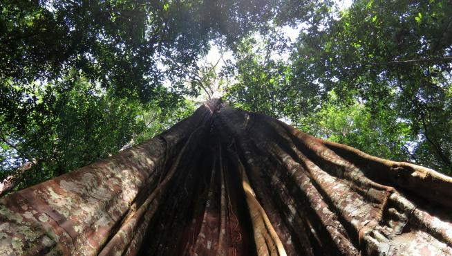 Árbol grande del Amazonas