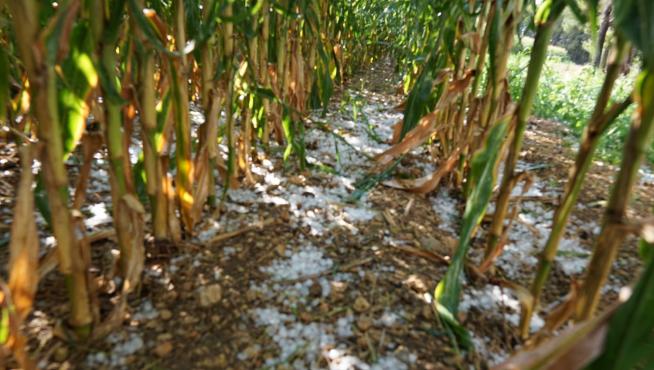 El granizo ha causado importantes daños en plantaciones de maíz.