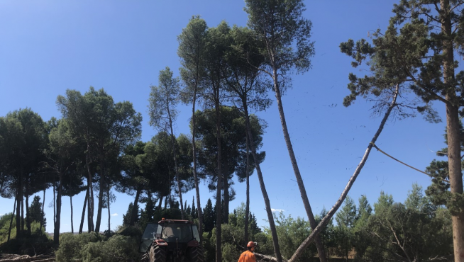 La tala de los pinos empieza en Puigmoreno y se prolongará varios días.
