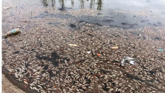Los peces han aparecido en las últimas horas.