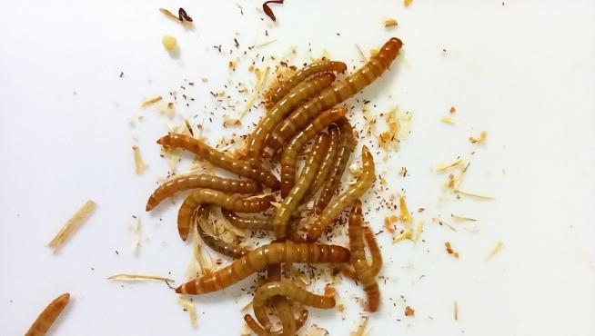 Cría de larvas de Tenebrio molitor o gusano de la harina en la planta piloto.
