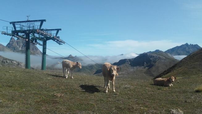 Vacas pastando en los pastos de una estación de esquí del Pirineo.