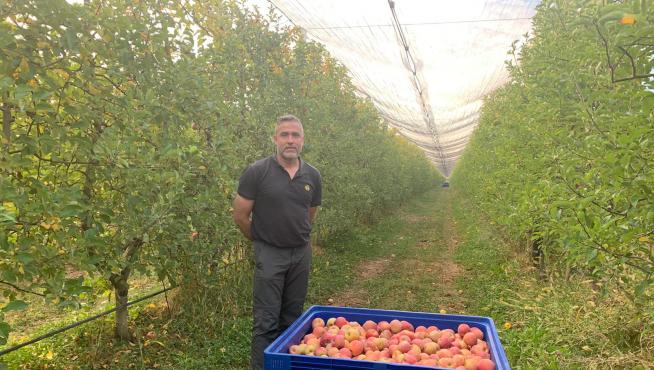 Javier Pueo, en uno de sus campos de cultivo de manzanas.