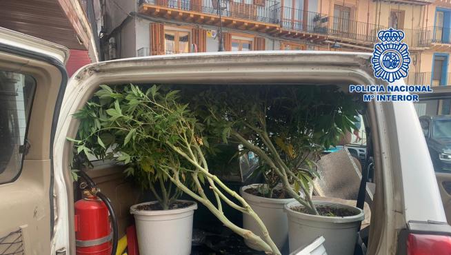 Pillan in fraganti a tres ladrones al entrar a robar un piso dedicado al cultivo de marihuana en Calatayud