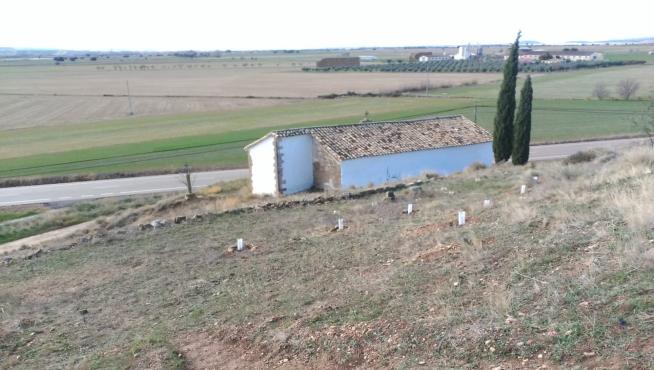 Los árboles se están plantando en una zona que eran un vertedero.
