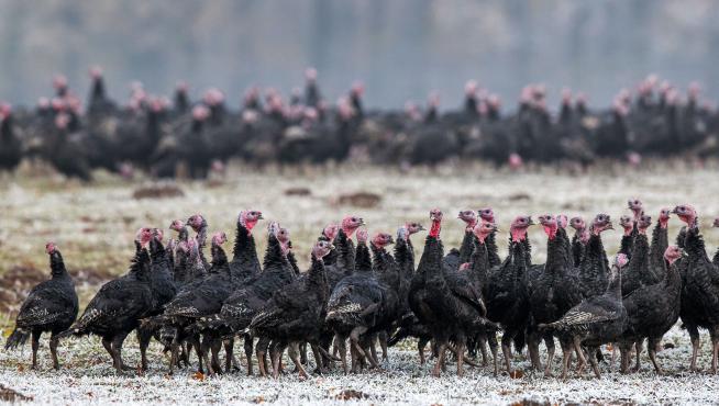 Rusia reporta los primeros casos de una nueva gripe aviar que ha obligado al sacrificio de estos animales en una granja.