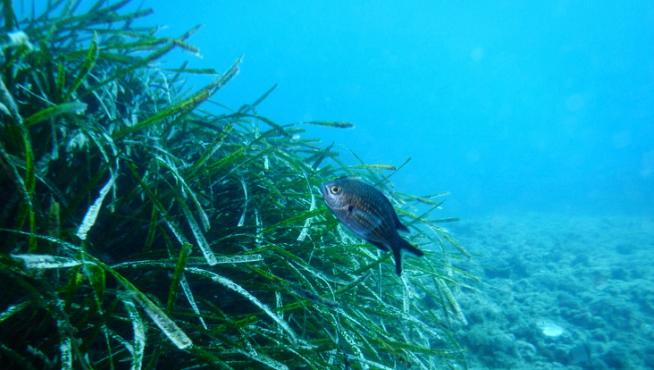Las praderas de Posidonia oceánica son el hogar y el alimento de miles de especies