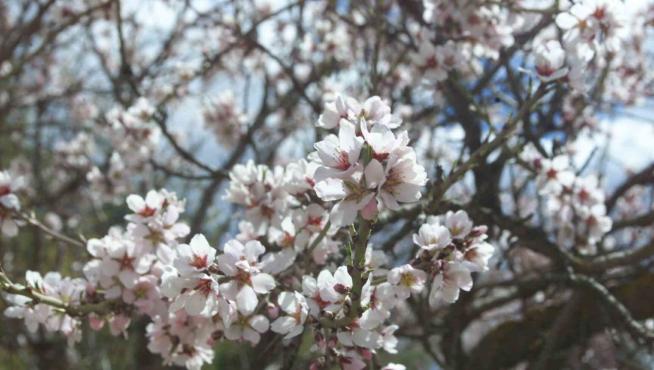Almendros en Flor en Teruel.