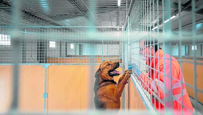 La mitad de los perros aún no están inscritos en el registro obligatorio de ADN creado en 2019 La mitad de los perros aún no están inscritos en el registro obligatorio de ADN creado en 2019