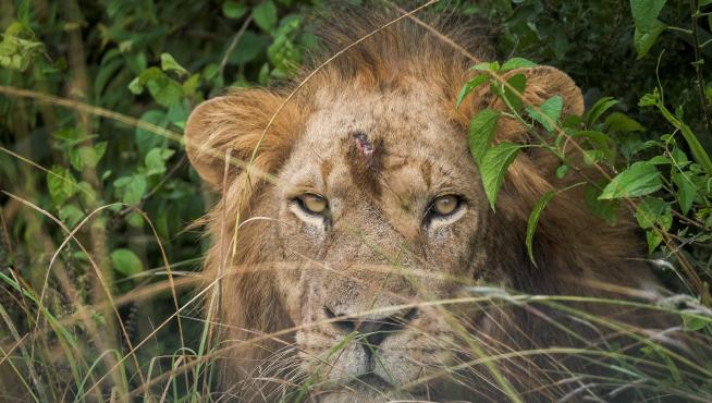 Uganda investiga la muerte de seis leones protegidos tras un presunto  envenenamiento por traficantes