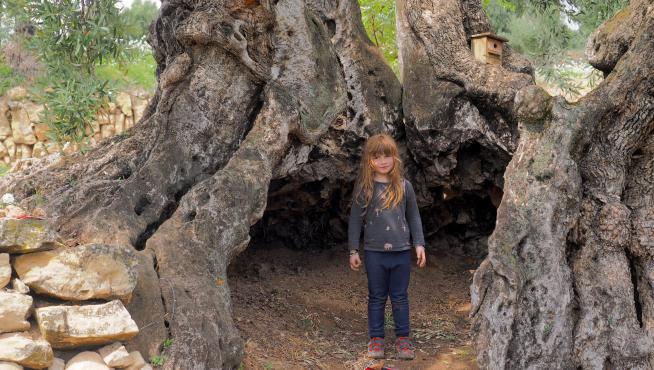 Una niña, dentro del tronco de la milenaria 'Olivera del Pla' de La Portellada, una de las incluidas en el catálogo.