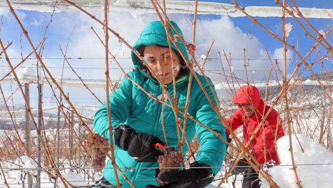 Pilar y Ernest este invierno en la primera vendimia del vino del hielo.