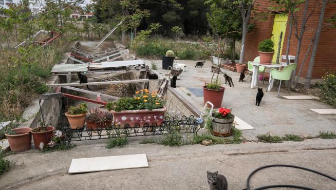 Foto de la colonia felina de los depósitos de Pignatelli en Zaragoza