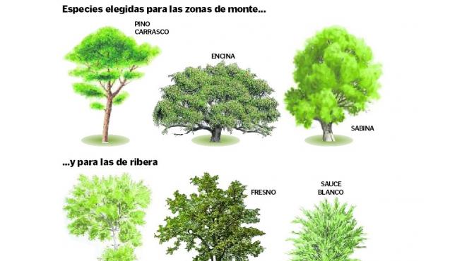 Zaragoza retomará el programa escolar de plantación con alumnos de 5º y 6º