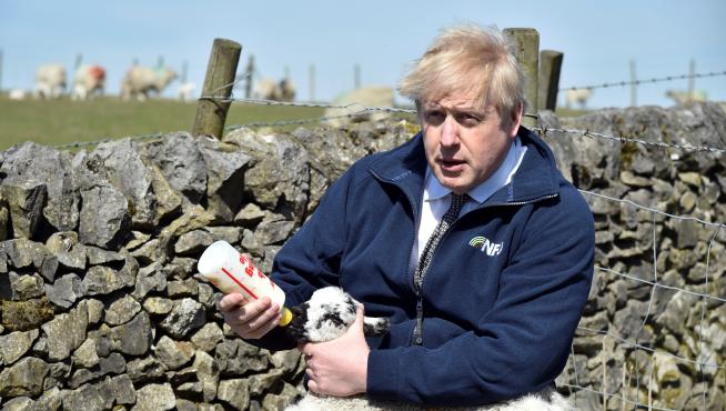 Boris Johnson alimenta a un cordero durante una visita a la granja Moor en Stoney Middleton dentro de la campaña electoral.