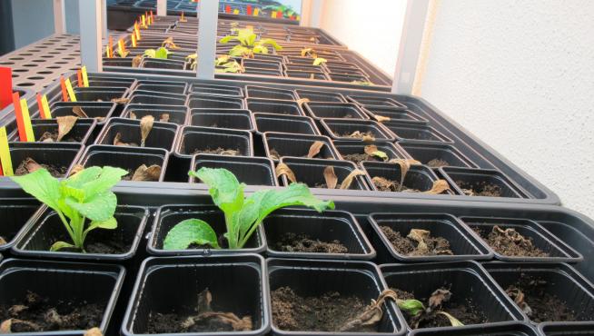 Plantas de borraja inoculadas con el hongo Fusarium oxysporum.
