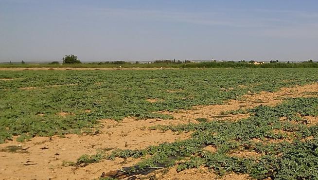 Parcela de cultivo de sandía en Peñaflor (Zaragoza).