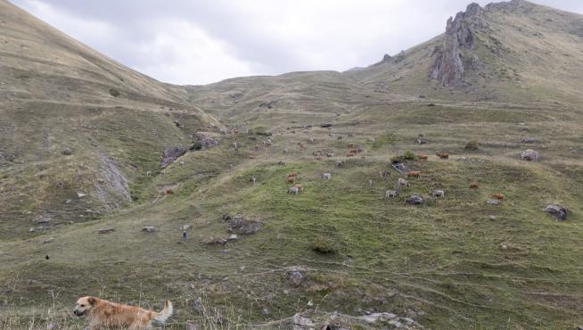 El monte de Castanesa, hacia donde se realizará la ampliación, es en verano una zona de pasto de ganado.