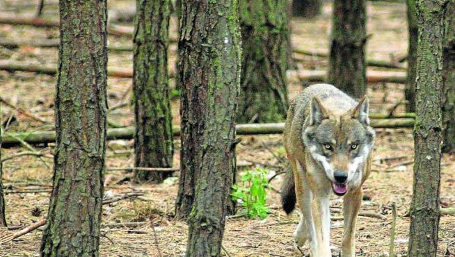 La presencia del lobo inquieta a los ganaderos aragoneses.