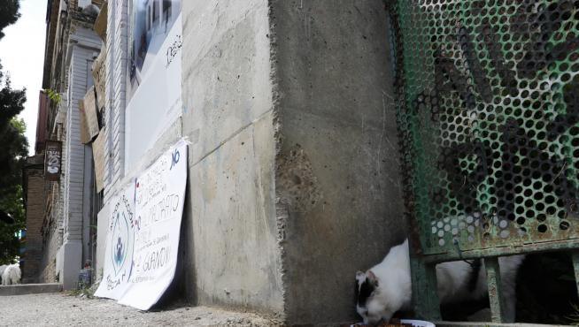 Protesta por la decisión de trasladar la colonia de gatos del parque Pignatelli.