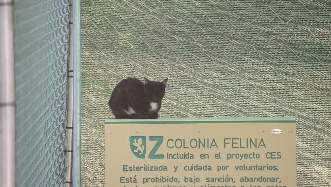 Traslado de gatos a las colonias felinas de El Guano, en Zaragoza