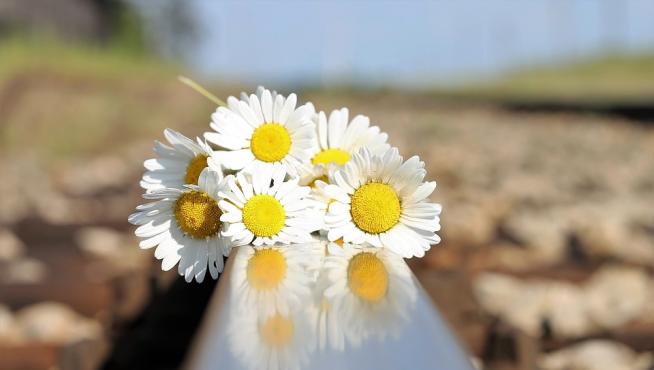 Un ramo de margaritas sobre las vías del tren
