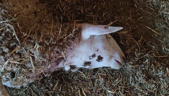 Una de las ovejas muertas en el ataque del lobo en Asso-Veral (Sigüés).