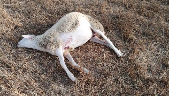 Al menos tres ovejas han resultado muertas en un ataque de lobo en Arrés.