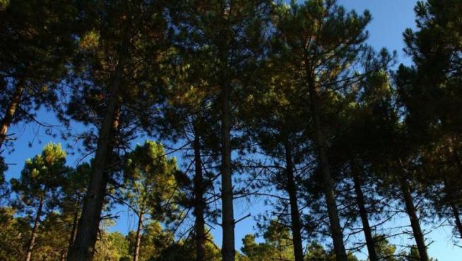 El pinsapar de Orcajo es un bosque de 15 hectáreas de abeto andaluz
