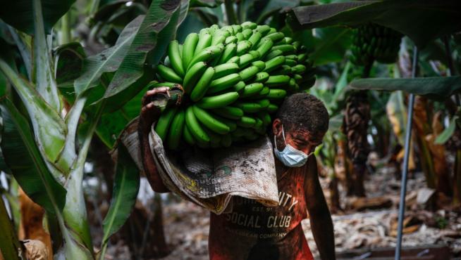 Labores de recolecta de plátanos a contrarreloj en La Palma