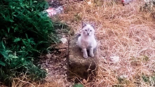 La Asociación denuncia que la colonia de gatos del polígono de Harineras corre peligro ante el inicio de las obras