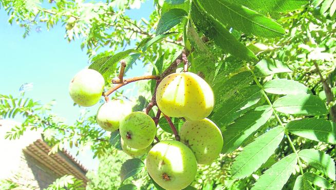 El acerolo o zerolla, una fruta olvidada