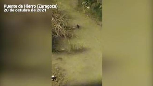 Un castor bajo el puente de Hierro sorprende a los viandantes