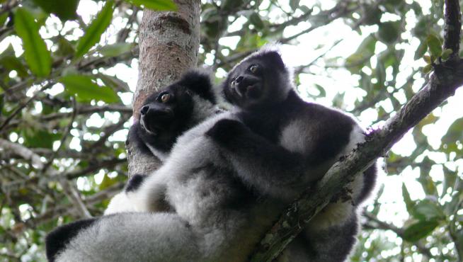 Para averiguar si los mamíferos no humanos tienen sentido del ritmo, el equipo decidió estudiar en Madagascar a uno de los pocos primates 'cantores', el lémur Indri indri.