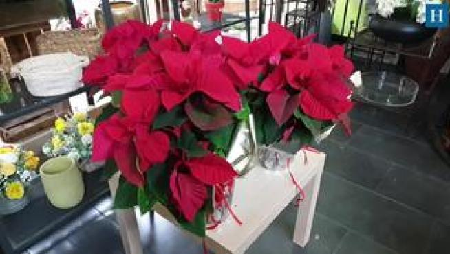 La flor de Pascua, o Poinsetia, es una planta típica de esta época del año. Es resistente, pero con unos sencillos cuidados es posible alargar su vida hasta un año.